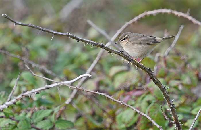 Dusky Warbler