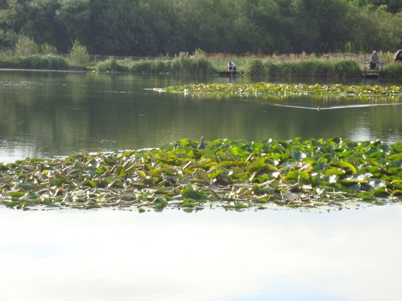 Purple Gallinule
