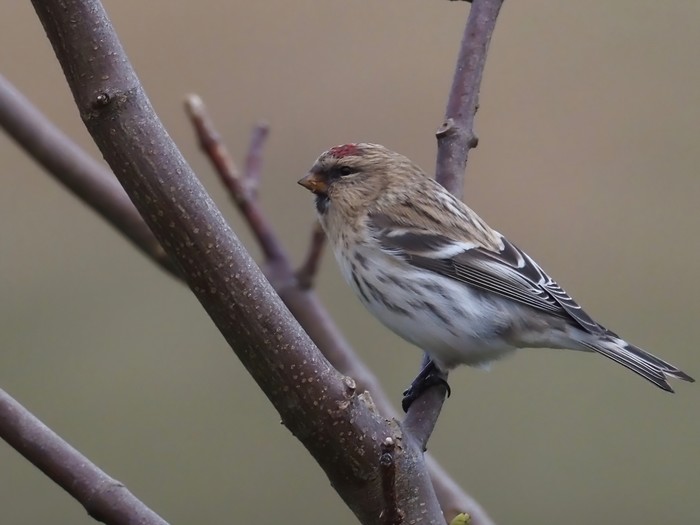 Hornemann's Arctic Redpoll