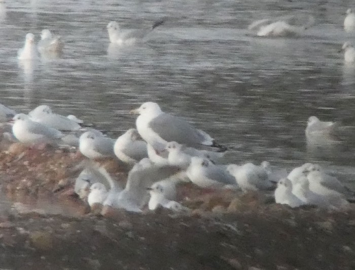 Caspian Gull