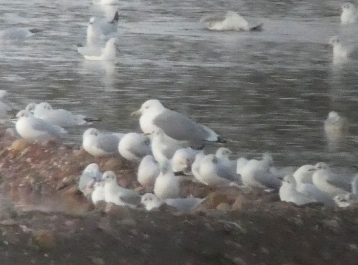 Caspian Gull