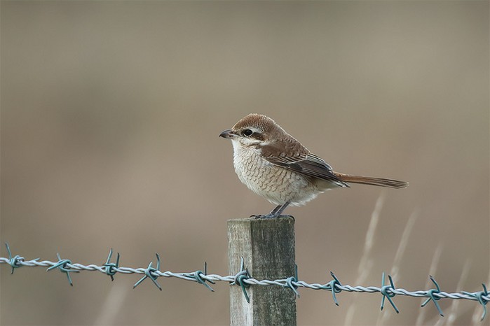 brown shrike