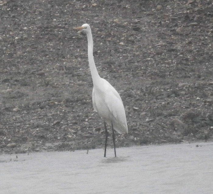 Great White Egret