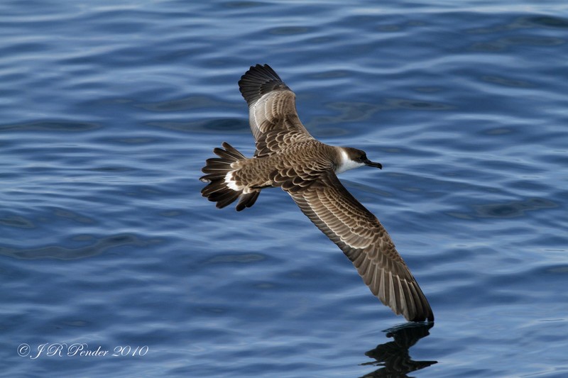 Great Shearwater