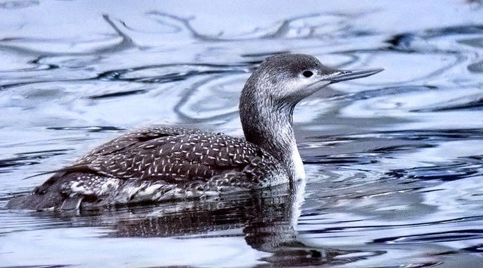 Red-throated Diver