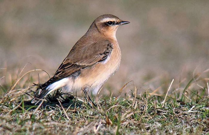 Wheatear