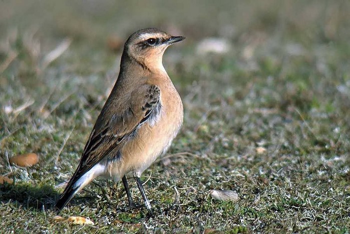 Wheatear