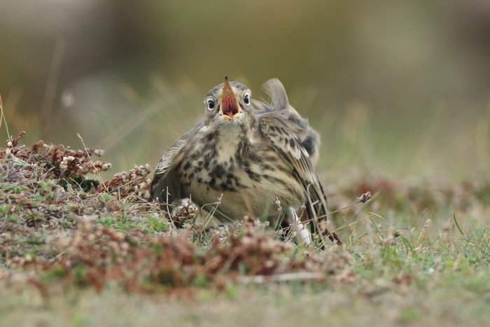 American Buff-bellied Pipit