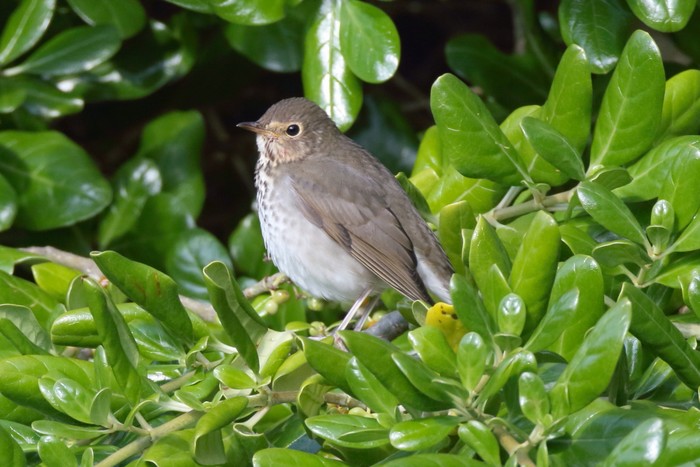 Swainson's Thrush