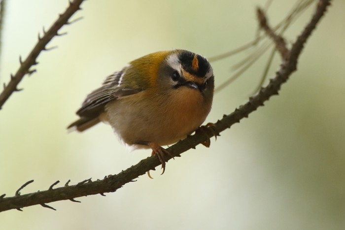 Firecrest