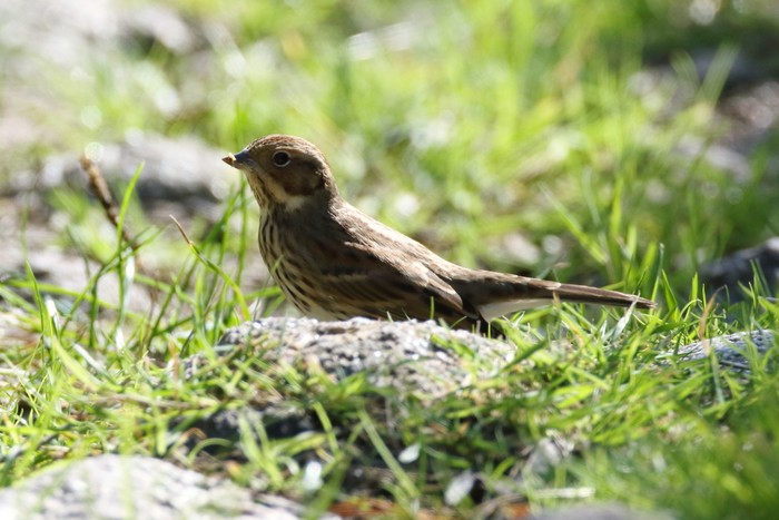 Little Bunting