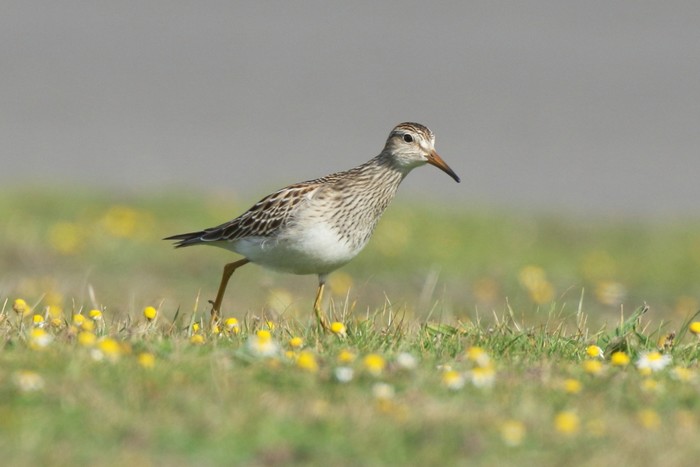 Pectoral Sandpiper