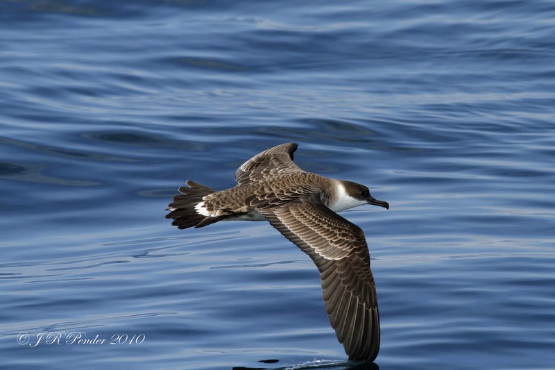 Great Shearwater