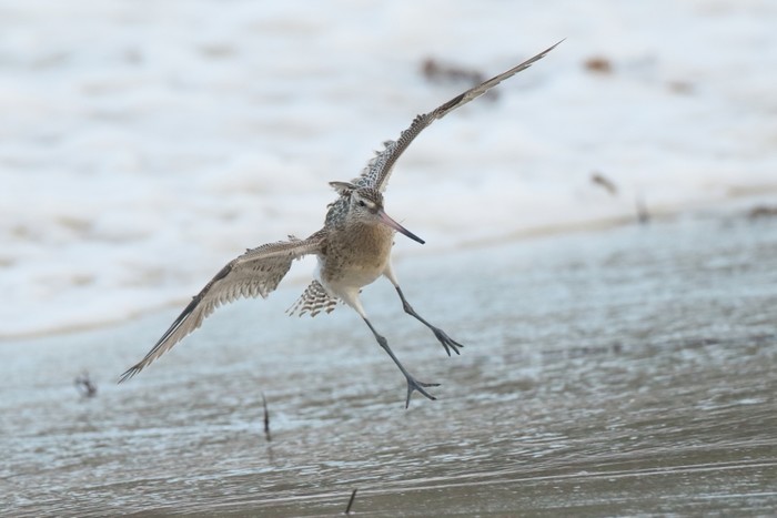 Bar-tailed Godwit