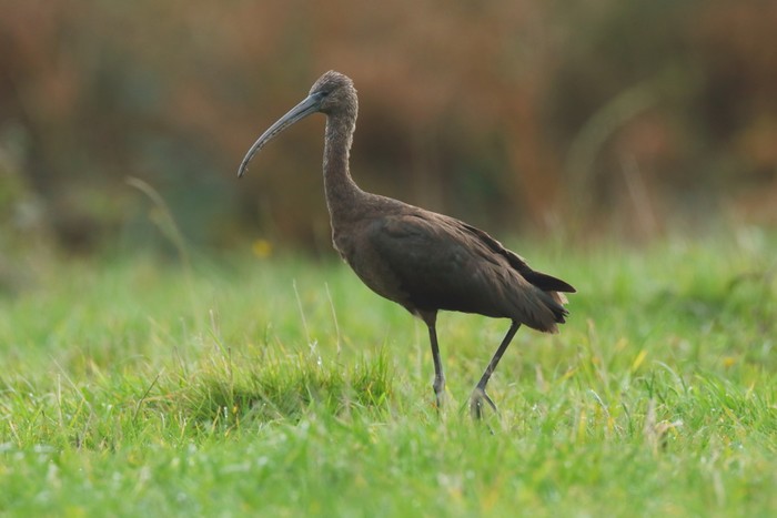 Glossy Ibis