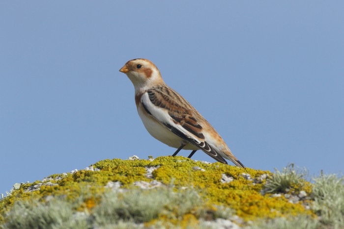 Snow Bunting