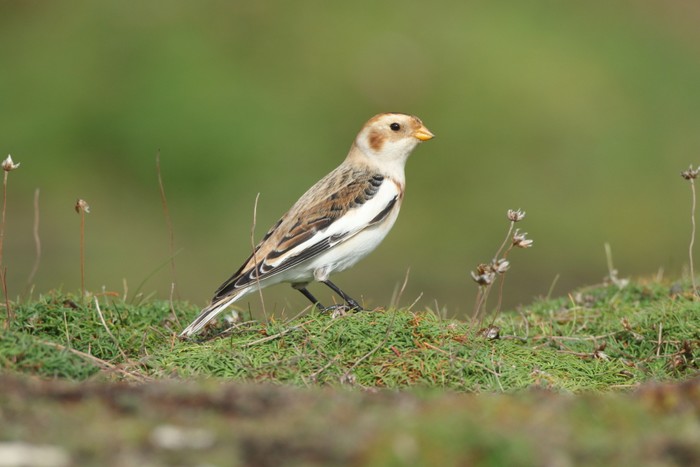 Snow Bunting