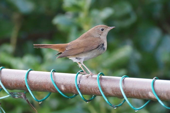 Nightingale