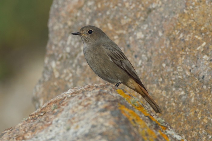 Black Redstart
