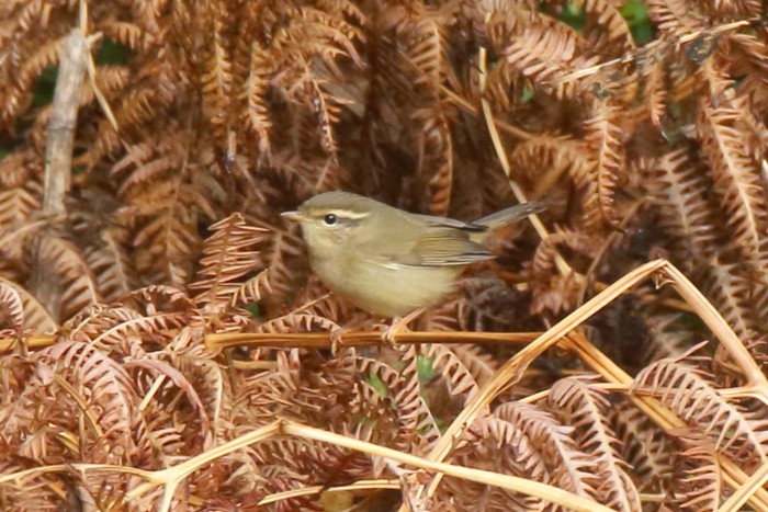 Radde's Warbler