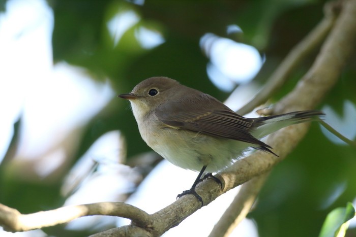 Red-breasted Flycatcher