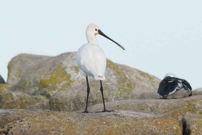 Spoonbill