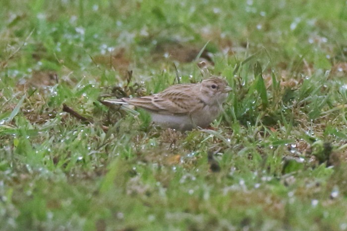 Short-toed Lark