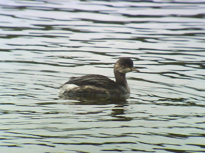 Black-necked Grebe