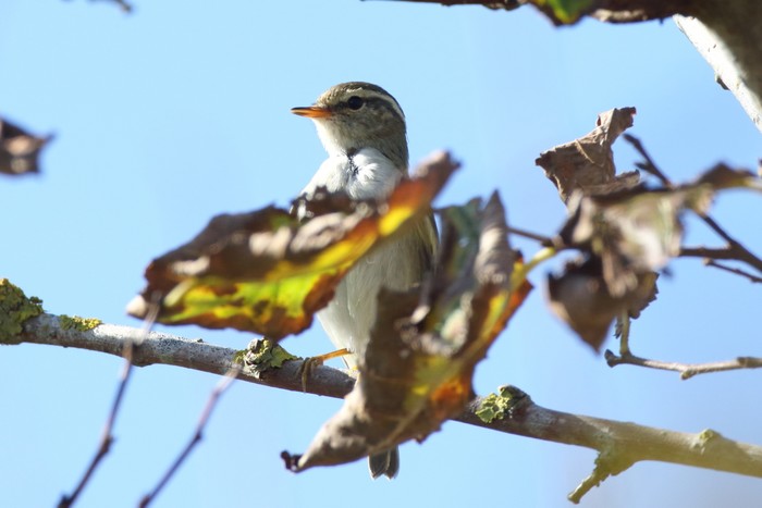 Yellow-browed Warbler