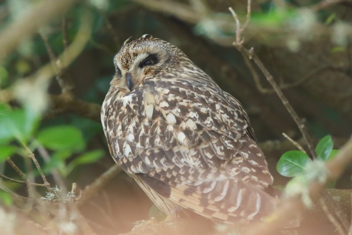 Short-eared Owl