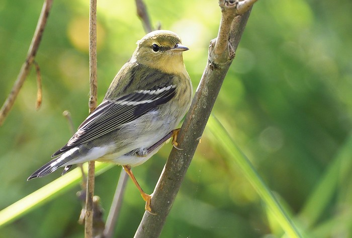 Blackpoll Warbler