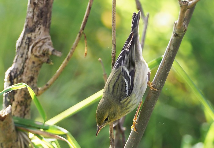 Blackpoll Warbler