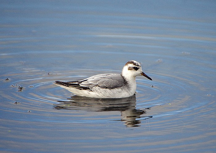 Grey Phalarope