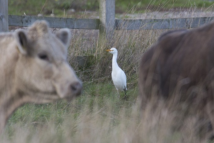Cattle Egret