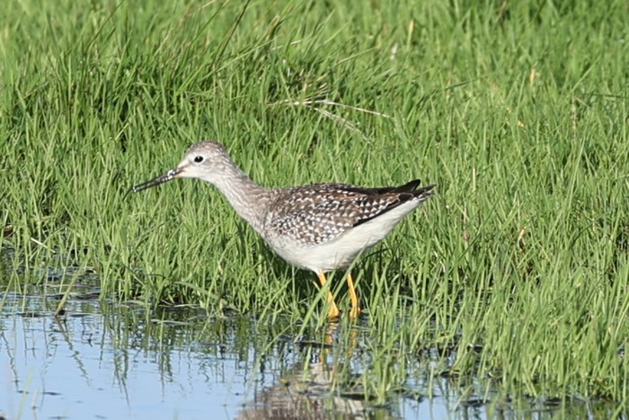 Lesser Yellowlegs