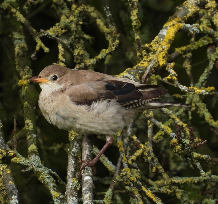 Rose-coloured Starling