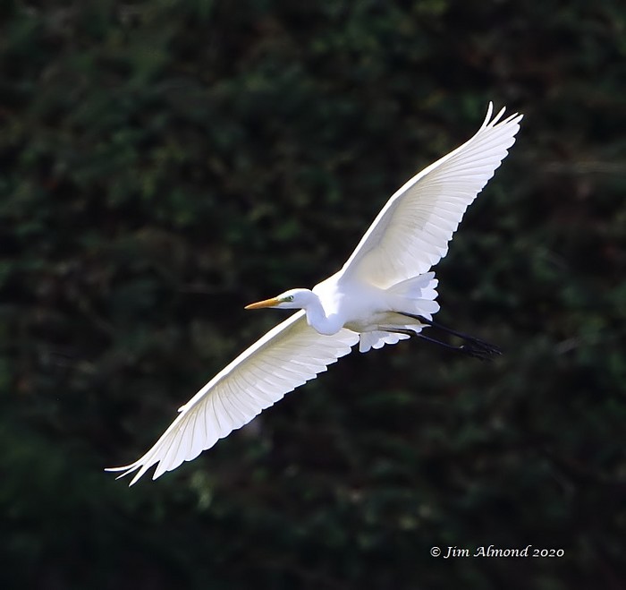 Great White Egret