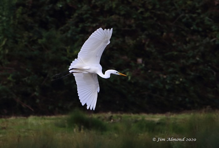 Great White Egret