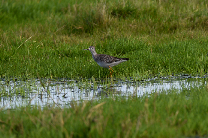 Lesser Yellowlegs