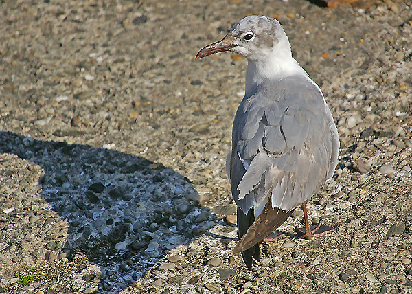 Laughing Gull