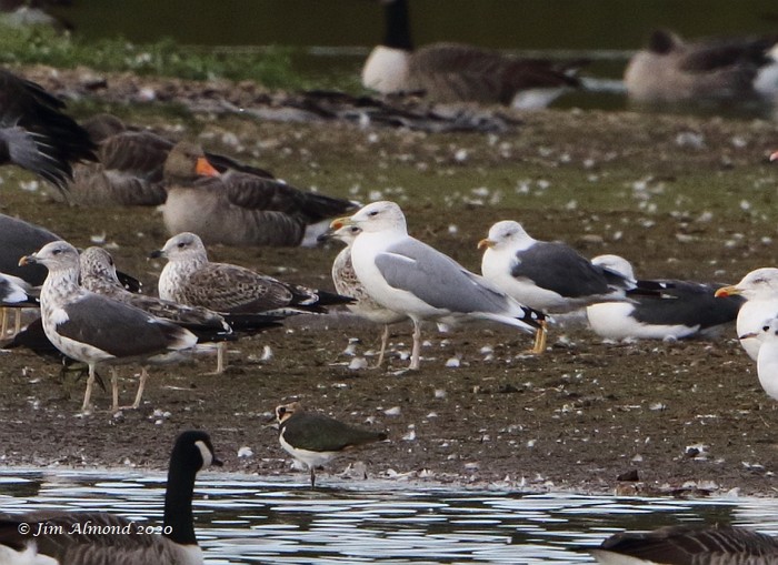 Caspian Gull