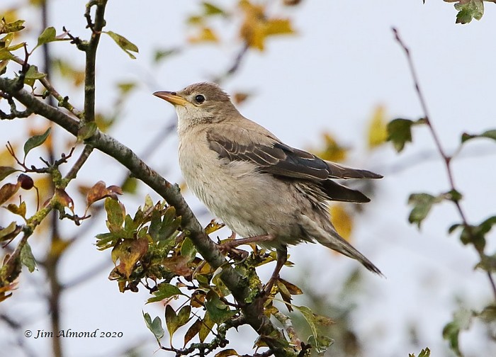 Rose-coloured Starling