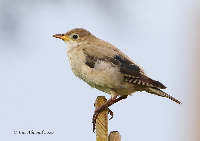 Rose-coloured Starling