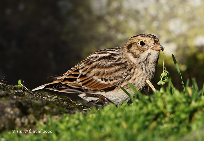 Lapland Bunting