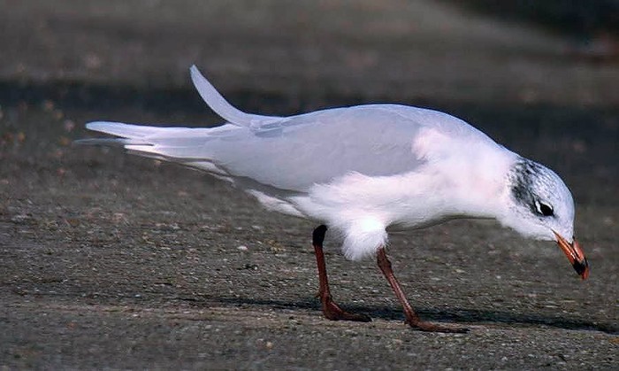 Mediterranean Gull