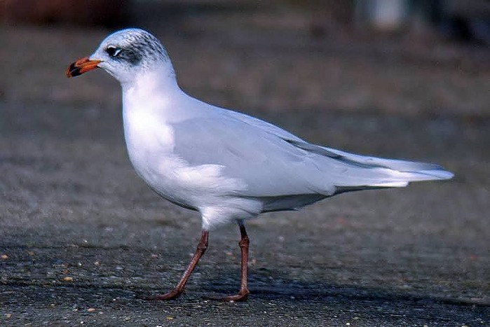 Mediterranean Gull