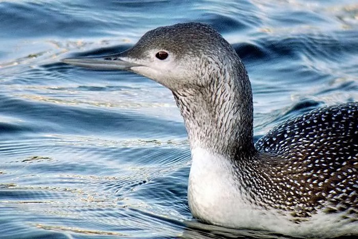 Red-throated Diver