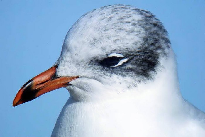 Mediterranean Gull