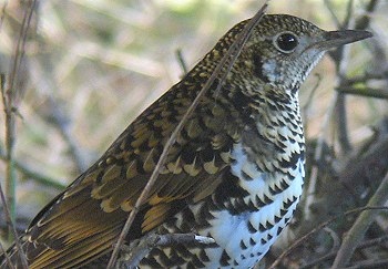 White's Thrush