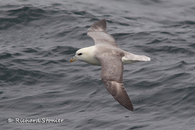 Fulmar
